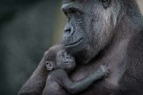 Newborn Baby Gorilla And Mother, Sydney Black Jaguar White Tiger, Baby Gorilla, Gorilla Gorilla, Regard Animal, Baby Gorillas, Baby Dolphins, Baby Raccoon, Cute Ducklings, Cute Goats