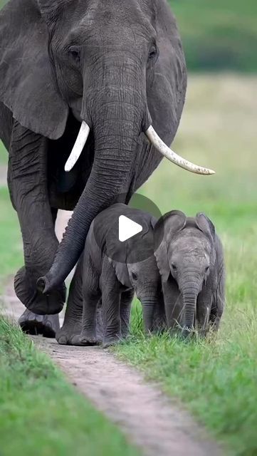 Animal Planet India on Instagram: "Elephant Twins: The Rare Miracle You Won’t Believe!

Elephant twins occur in only 1% of births, and male-female pairs are even rarer. These majestic creatures defy the odds, with twin births standing out as exceptional events in the animal kingdom. Compared to humans, who have a 17% twin birth rate, elephant twins, especially those of different genders, remain a rare and extraordinary phenomenon.

📸 @munish.palaniappan

#AnimalMemes #AnimalPlanetIndia #AnimalPlanetIn #Animals #Elephant #ElephantLove #Elephants #ElephantVidoes #ElephantTwins" Different Genders, Pygmy Elephant, Jesus Sacrifice, Thy Kingdom Come, Birth Rate, Thy Will Be Done, Majestic Creatures, Everlasting Life, Elephant Love