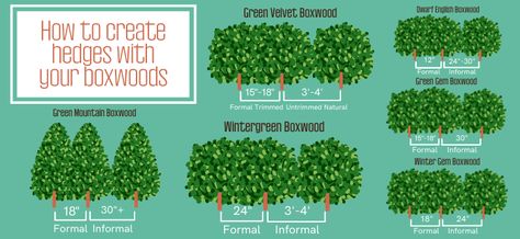 Green Velvet Boxwood Landscaping, Winter Gem Boxwood, Wintergreen Boxwood, Green Velvet Boxwood, Green Mountain Boxwood, Boxwood Shrubs, English Boxwood, Boxwood Landscaping, Box Wood Shrub