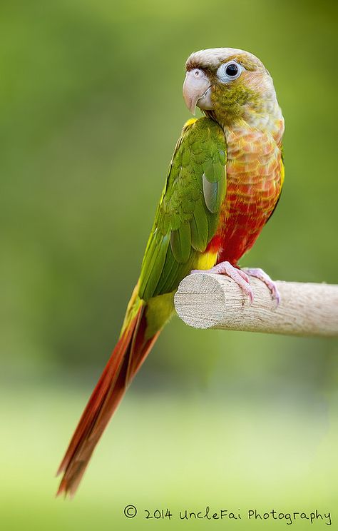 Pineapple Conure--color morph of the Green-cheeked Conure | Flickr - Photo Sharing! Green Conure, Pineapple Conure, Vogel Gif, Conure Bird, Green Cheek Conure, Conure Parrots, Bird Mom, Parrot Pet, Colorful Parrots