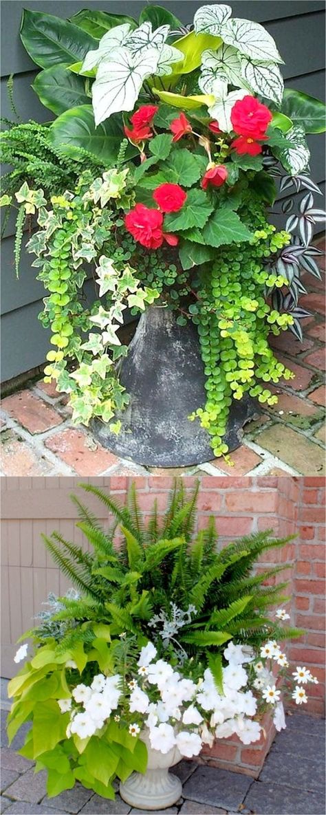 Best Shade Plants & 30 Gorgeous Container Garden Planting Lists - A Piece Of Rainbow Shade Plants Container, Shade Loving Plants, Best Plants For Shade, Tanaman Pot, Container Garden Design, Container Gardening Flowers, Meteor Garden 2018, Decoration Plante, Have Inspiration