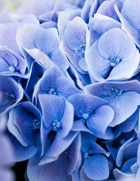 L'hortensia est vraiment la fleur bleue par excellence. Découvrez comment en avoir des bleus ?  #hortensia #hortensias #hydrangea #fleurs #bleues #violettes Wand Tattoo, Hydrangea Macrophylla, Planting Hydrangeas, Deco Floral, Beauty Eyes, Bohemian Design, Blue Hydrangea, Flower Photos, Flower Wallpaper