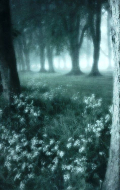 Fairycore Wallpaper, Hush Cut, Fairycore Dark, Fairy Grunge Aesthetic, Dark Naturalism, Dark Forest Aesthetic, الفن الرقمي, Dark Fairycore, Forest Core