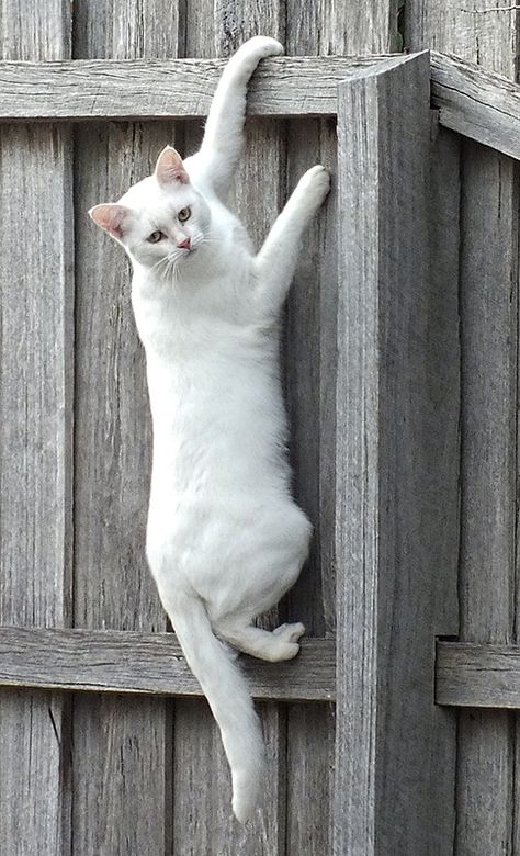 White Cat behind fence Cats Climbing, Gatos Cool, Cat Hanging, Escape Artist, Cele Mai Drăguțe Animale, Cat Apparel, Tall Buildings, Kinds Of Cats, Cat Climbing