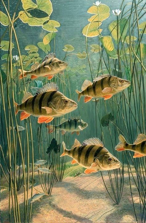 Perch Painting, Fish Person, Fish Mural, Perch Fish, Lake Fish, River Fish, Ikan Air Tawar, Fishing Art, Pond Painting