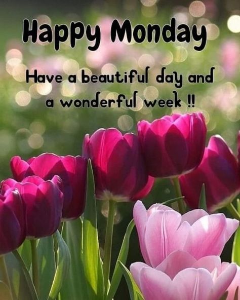 10 Powerful Monday Quotes And Sayings Good Morning Flower, Happy Monday Images, Sweet Good Morning Images, Good Morning Animals, Monday Greetings, Happy Monday Quotes, Happy Monday Morning, Monday Morning Quotes, Good Monday Morning