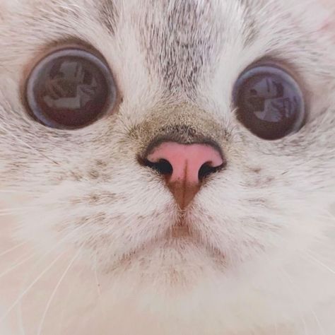 This Cat Is So Expressive, There's No Need To Even Describe Her Emotions As They're Obvious (34 Pics) Big Eyes, White Cat, Internet, Pink, Blue, White