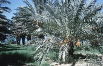 How to Transplant a Robellini Palm Robellini Palm, Phoenix Dactylifera, Canary Island Date Palm, Dates Tree, Majesty Palm, Pruning Saws, Indoor Palms, Landscaping Trees, Date Palm