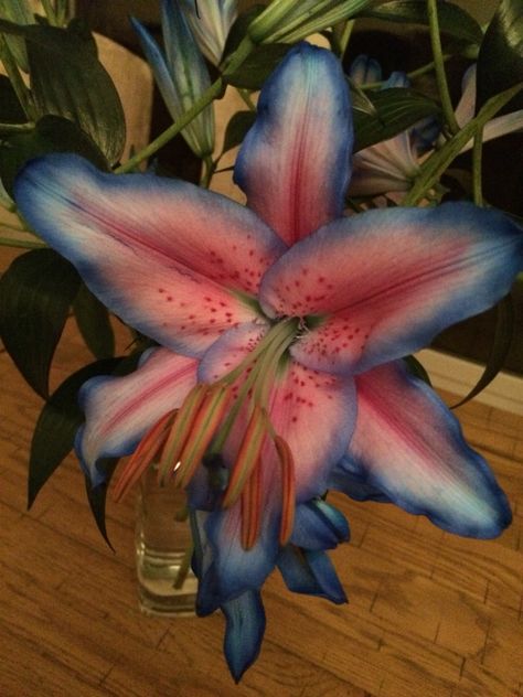 Love lillies... New blue favourites! Flower Park, Dutch Tulip, Spotify Apple, Apple Music, Holland, Netherlands, Tulips, Vase, China