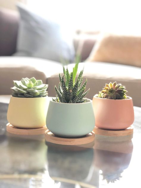 Tanaman Sukulen, Kaktus Dan Sukulen, Ceramic Succulent Pots, Tattoo Plant, Plant Pot Design, Small Patio Garden, Ceramic Succulent, نباتات منزلية, Small Potted Plants