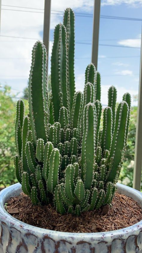 Fairy Castle Cactus looks like a castle from fairy tales! It deserves its name hah. Learn how you can care and propagate this gorgeous plant on this page. #cactus #fairytale #castle #plant Fairy Castles, Dragon Fruit Tree, Mini Cactus Garden, Fairy Castle Cactus, Kinds Of Cactus, Kaktus Dan Sukulen, Fairy Castle, Cactus Types, Succulent Gardening