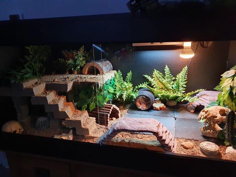 Leopard Gecko Tank Setup Ideas, Snail Vivarium, Leopard Gecko Habitat Ideas, Leopard Gecko Terrarium Ideas, Reptile Aesthetic, Bearded Dragon Tank Setup, Reptile Background, Lizard Cage, Snake House