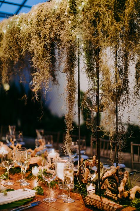 Hanging Spanish moss, romantic lighting, and driftwood creates a gorgeous reception table. #tablescape #greenery #wedding Hanging Moss Wedding, Seaweed Wedding Decor, Spanish Moss Floral Arrangements, Enchanted Bayou Wedding, Hanging Moss Decor, Spanish Moss Chandelier, Spanish Moss Table Decor, Spanish Moss Wedding Centerpiece, Moss Wedding Arch