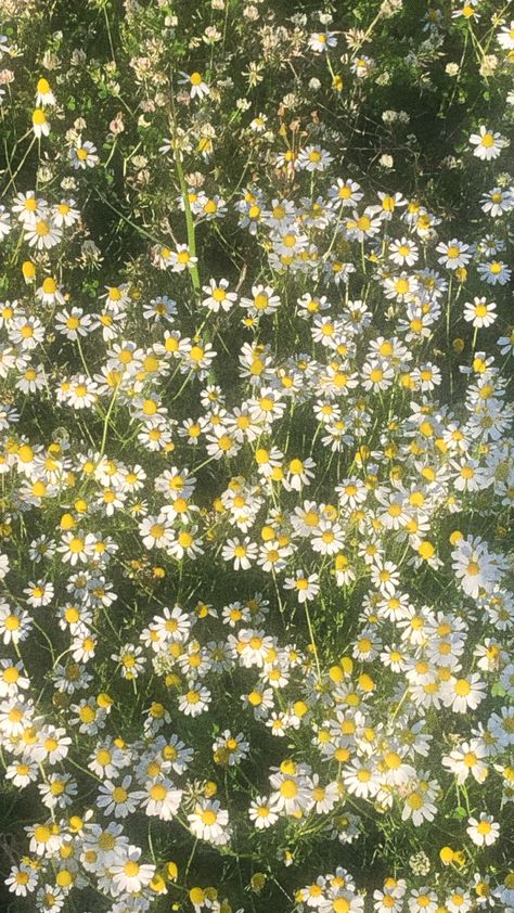 flowers daisy flowers soft spring aesthetic wallpaper Vintage Plant Aesthetic Wallpaper, Cottagecore Background, Sustainable Floristry, Office Prank, Flower Symbolism, Green Cottagecore, Daisy Background, Nature Field, Cottagecore Wallpaper