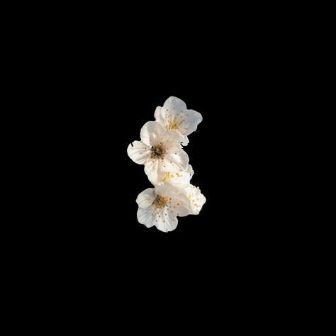 White Flower Png, White Flower, Black Background, Allah, Flowers, White, Black