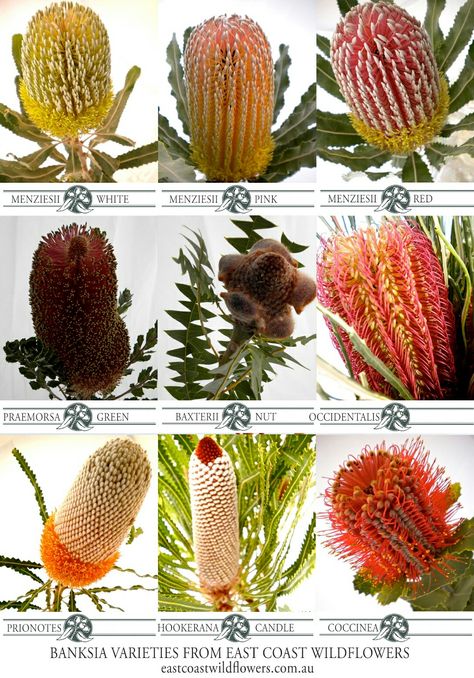 Nine of our most popular #banksia varieties that we grow and wholesale in NSW #native #Australian #bouquet #wedding #flowers Native Australian Bouquet, Australian Bouquet, Native Australian Flowers, Banksia Flower, Bush Garden, Australian Trees, Flower Chart, Australian Natives, Australian Native Garden