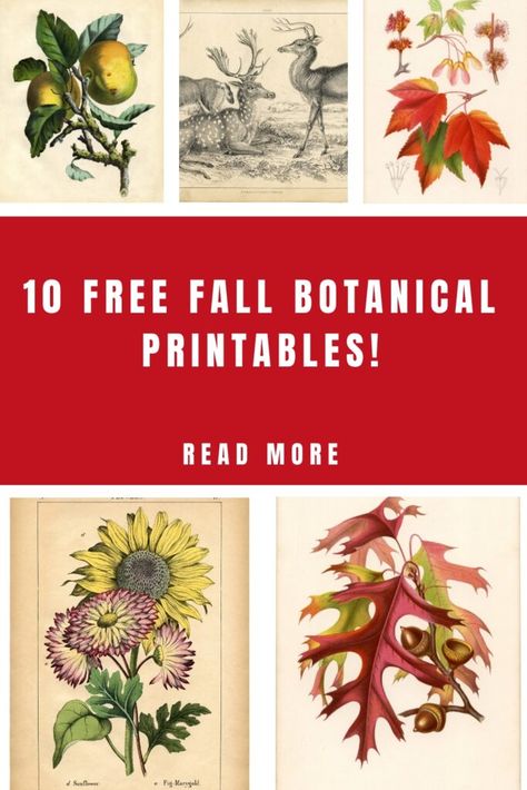 Free Botanical Printables, Vintage Fall Images, Free Botanical Prints, Botanical Prints Free, Botanical Printables, Free Fall Printables, Antique Booth Ideas, Free Collage, The Graphics Fairy