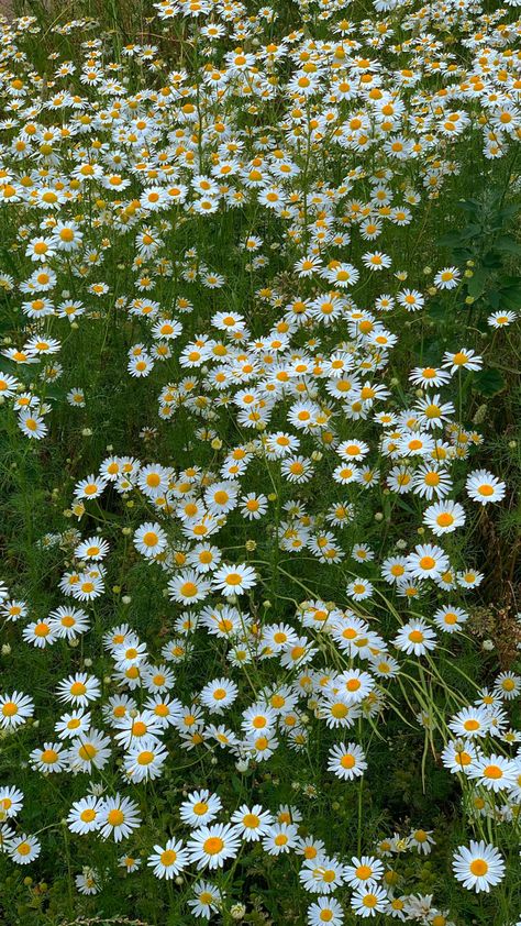 White Flowers Video, White Flowers Field, Tubbo Aesthetic, White Flower Field, Field Full Of Flowers, Flowers Field, Daisy Field, Daisy Wallpaper, Full Of