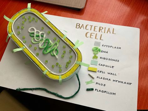 Zoology Project Models, Diy Bacteria Cell Model, Bacteria Model Project, Cells Model Project, Microbiology Model Ideas, Bacteria Cell Model Project, Microbiology Project Ideas, 3d Cell Project Ideas, Cell Structure Project