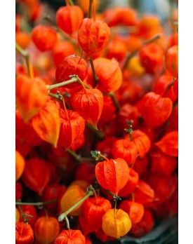 Orange Lantern, Autumn Bouquets, Chinese Lanterns Plant, Fleur Orange, Japanese Lanterns, Chinese Lantern, Garden Aesthetic, Orange You Glad, Orange Aesthetic