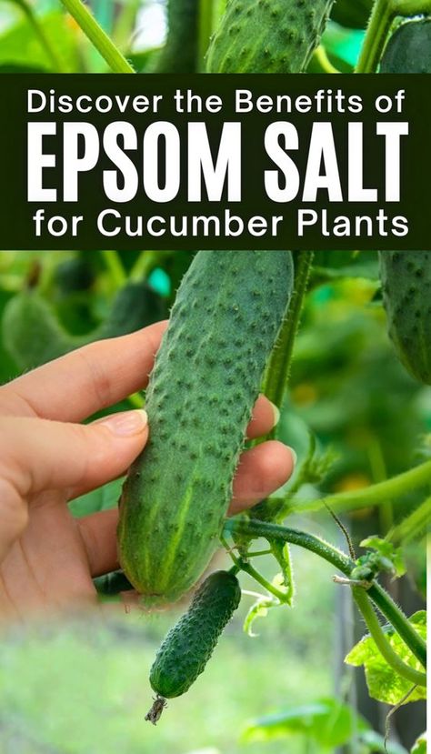 Gardeners have been using the natural power of Epsom salt for centuries to help their plants grow and flourish. Not only does it have a lot of important nutrients, but it also helps the soil drain better, which is very good for cucumber plants. Discover how you too can harness the power of Epsom salt to help your cucumbers reach their full potential! Read our blog post on how Epsom salt will make a difference in your garden. How To Use Epsom Salt In The Garden, Gardening Cucumbers, Cucumber Growing, Epsom Salt For Plants, Garden Cucumbers, Epsom Salt Garden, Cucumber Plants, Cucumber Gardening, Growing Vegetables In Pots