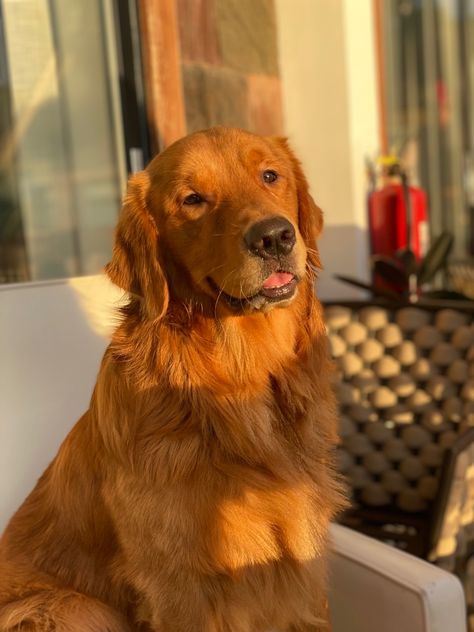 My golden boy enjoying the sun when we went to the beach. A perfectly captured moment. ✨ Golden Retreiver, Golden Hour Photography, The Golden Hour, Beautiful Aesthetic, A Golden Retriever, Chard, Golden Hour, The Golden, Golden Retriever