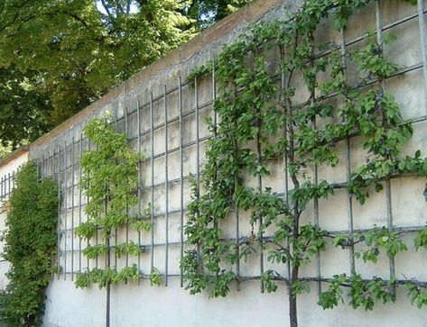 How to Espalier Trees and Shrubs to Maximize Growing Space Fruit Trees Backyard, Espalier Fruit Trees, Vertical Vegetable Garden, نباتات منزلية, Potager Garden, Walled Garden, Veg Garden, Have Inspiration, Fruit Garden