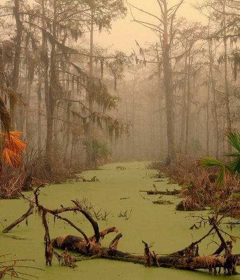 Louisiana Swamp, Spooky Places, Southern Gothic, Darth Maul, Boba Fett, Alam Yang Indah, 만화 캐릭터, In The Woods, Mardi Gras