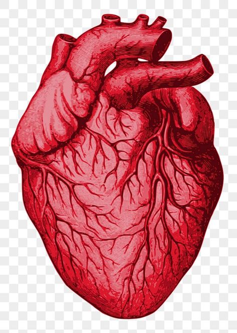 Heart Png For Editing, Human Heart Png, Circulatory System Anatomy, Heart Transparent Background, Heart Organ, Sticker Illustration, Heart Anatomy, Heart Clipart, About Heart