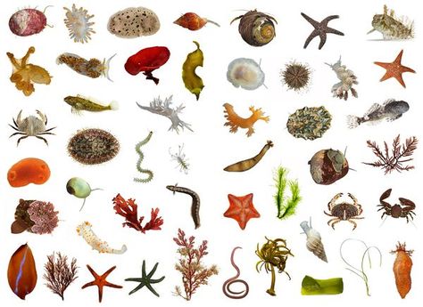 Various species of sea life found along the California coast Sea Life Drawings, Forms In Art, Sea Squirts, Carl Linnaeus, Worlds Within Worlds, Marine Iguana, Aquatic Environment, Pool Images, Section Drawing