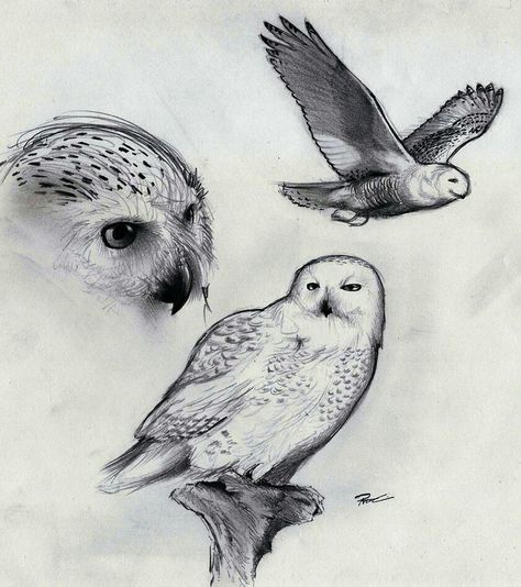 Hedwig sketches Sketch Harry Potter, Snowy Owl Tattoo, Hedwig Tattoo, Owl Drawing Simple, Harry Potter Creatures, Harry Potter Sketch, Owl Sketch, Owl Drawing, Wizard Magic