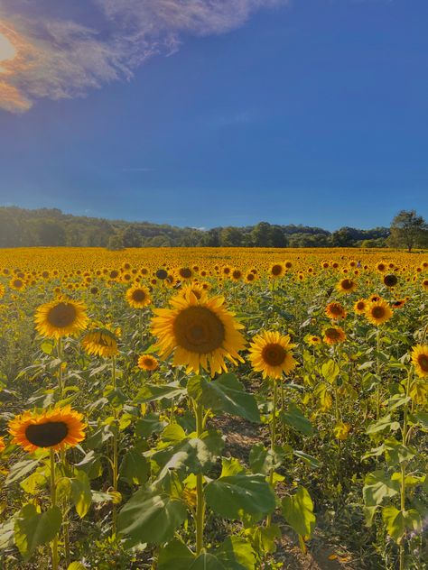 Sammie Aesthetic, Flowery Fields Aesthetic, Aimee Core, Sunflower Field Wallpaper, Sunflower Field Aesthetic, Sunflower Field Painting, Sunflowers Aesthetic, Sunflower Meadow, Faerie Aesthetic