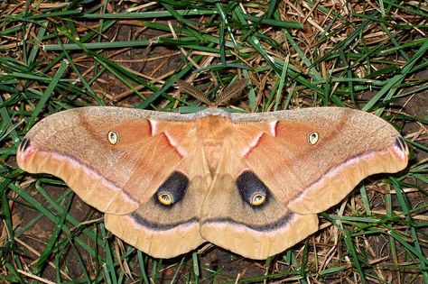 Polyphemus Moth, Beautiful Moths, Animal Magnetism, Moth Caterpillar, Garden Insects, Butterfly Garden, Rarity, Wikimedia Commons, Wildlife Photography