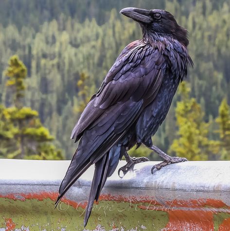 Raven Looking Down, Crow Reference Photo, Raven Reference, Raven Photos, Crow Reference, Raven Animal, Raven Photo, Raven Aesthetic, Raven Photography