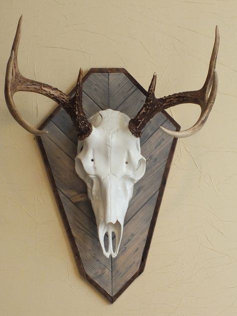 Deer Head Plaque Ideas, European Mount Plaque Ideas, Deer Mount Plaque Ideas, Euro Deer Mount, Euro Skull Mount Ideas, Deer Plaque Ideas, European Mount Plaque, European Mount Decor, Antler Mount Ideas