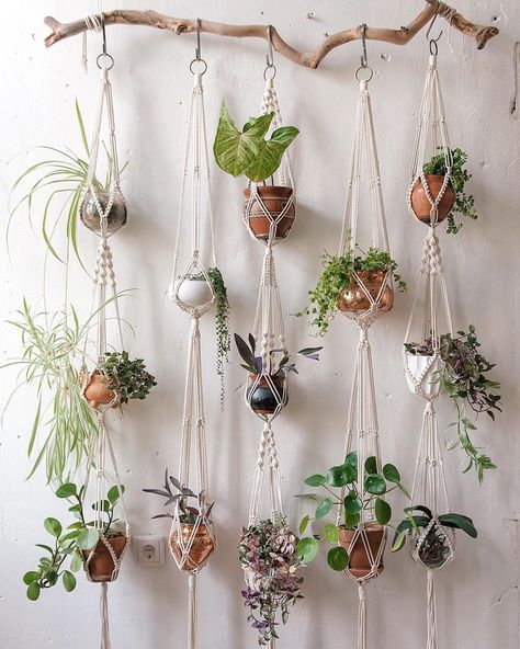 Whether you've got a blank wall that needs a little something or you've been trying to figure out a way to incorporate more greenery into your space, a plant Macrame Photo Wall Hanging, Hanging Pot Plants, Plant Hanging Ideas, Wooden Plant Hanger, Shelves Plant, Hanging Plants Ideas, Takken Decor, وابي سابي, Macrame Wood