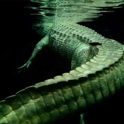 Alligators Aesthetic, Crocodile Aesthetic Wallpaper, Albino Alligator Aesthetic, Alligator Underwater, Gator Aesthetic, Alligator Reference, Reptiles Aesthetic, Alligator Aesthetic, Crocodile Photography