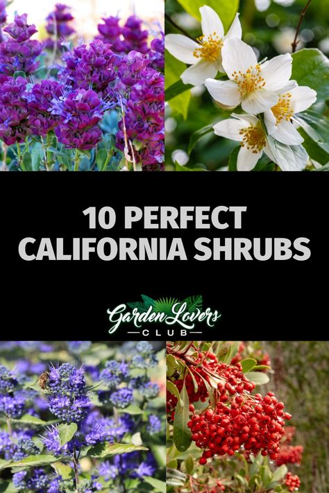 Zone 9 Plants California, Zone 10 Landscaping California, Zone 9b Landscaping California, Zone 9 Landscaping California, 9b Gardening, Zone 10 Plants, Southern California Garden, Zone 9 Gardening, Part Sun Perennials