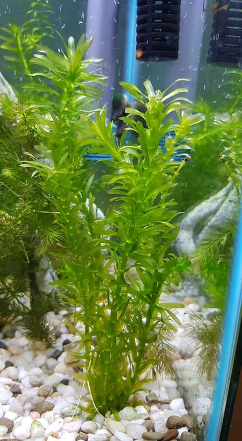 Guppies Fish Tank Ideas, Water Lettuce, Java Fern, Aquarium Soil, Mini Pond, Small Fish Tanks, Guppy Fish, Live Aquarium Plants, Floating Plants