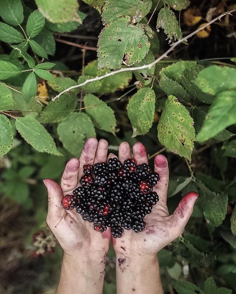 Blackberries Aesthetic, Woodland Cottage, Sloe Gin, Blackberry Jam, Love The Earth, Red Currant, Wild Edibles, Bountiful Harvest, On The Ground