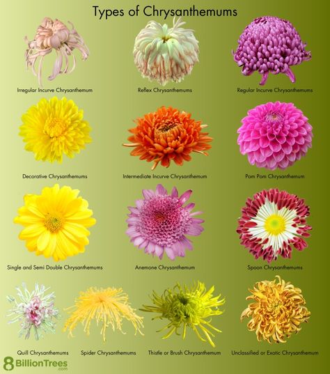 Chrysanthemum Flower Growing: How To Plant, Care, Plant Types of Mums Crysathumums Flower, Crysthanamum Flowers, Crysthamum Flower, Chrisanthiums Flower, Mums Flowers Tattoo, Chrisanthiums Flower Tattoo, Chrysanthemum Colors, Crisanthiums Flower, Chrysanthemum Flower Aesthetic