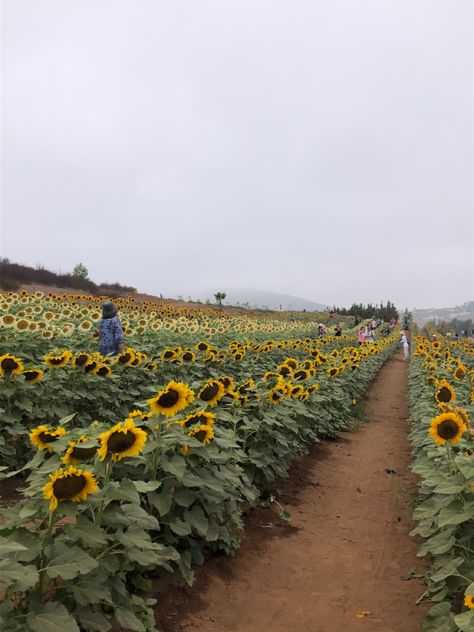 Sunflower Farming, Flower Farming, Sunflower Fields, Flower Farm, Garden Design, Sunflower, Flowers, Photography, Quick Saves