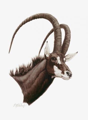 "Sable Antelope" - African Game - #66 Guy Coheleach, Sable Antelope, African Antelope, Deer Artwork, Animal Illustration Art, Wild Animals Pictures, Giraffe Art, Lion Pictures, Wildlife Paintings