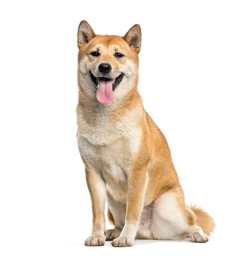 Shiba inu dog sitting and panting, cut o... | Premium Photo #Freepik #photo #dog #animal #pet #sitting Cat And Dog Drawing, Dog Pants, Animal Reference, Dog Poses, Dog Line, Dog Cuts, Shiba Inu Dog, Canine Art, Dog Illustration