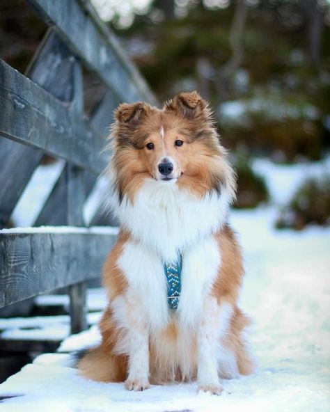 Shetland Sheepdog Puppy, Sheltie Puppy, Shetland Sheepdog Puppies, All Breeds Of Dogs, Sheltie Dogs, Dog Photograph, Best Dog Breeds, Different Dogs, Majestic Animals