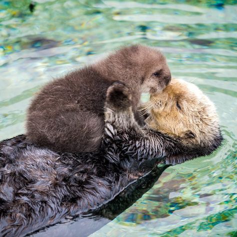 The otter gave birth to a sweet pup right at the aquarium, much to the delight of onlookers—the fluffy duo gained attention immediately. Baby Sea Otters, Otter Pup, Otters Cute, Otter Love, Photo Animaliere, Baby Otters, Sea Otters, Sea Otter, Baby Animals Funny