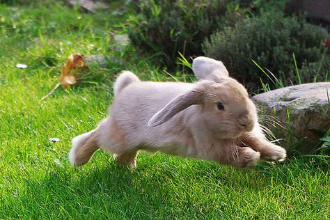 Holland lop rabbit... Rabbit Run, Holland Lop, Fluffy Bunny, Bunny Pictures, Pet Bunny, Baby Bunnies, Hamsters, White Rabbit, 귀여운 동물