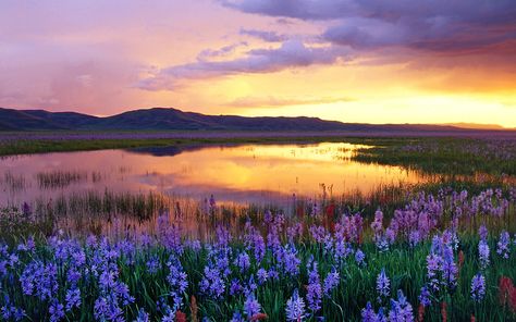 This beautiful landscape in Idaho takes on an incredible transformation every spring as the camas lily bloom takes place. Fantasy Grasslands, Cottage Core Painting, Country Backgrounds, Wallpaper Backgrounds Dark, Nature Background Images, Backgrounds Dark, Wallpaper Backgrounds Iphone, Background Cute, Wallpaper Flower