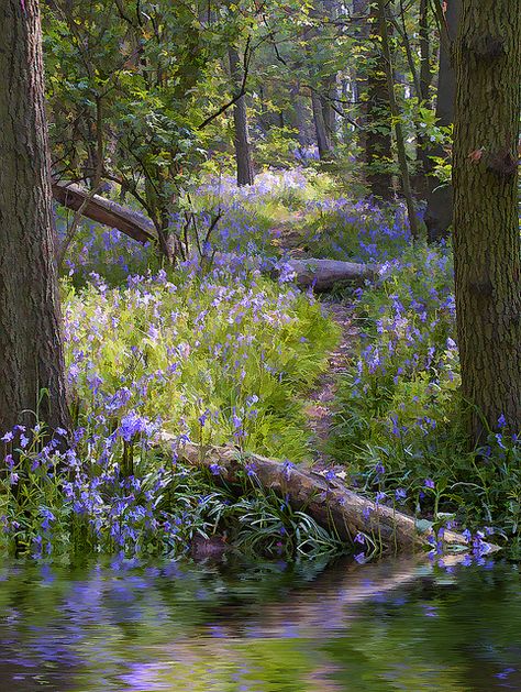 Skyline Night, Matka Natura, Haiwan Peliharaan, Walk In The Woods, Alam Yang Indah, Source Unknown, Copyright Infringement, Nature Aesthetic, Nature Beautiful