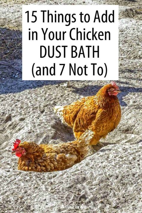 Chicken Area Backyard, Dust Bath Recipe, Chicken Coop Decorating Ideas, Chicken Dust Bath, Dust Bath For Chickens, Chicken Coups, Chicken Coop Garden, Chicken Care, Backyard Chicken Coop Plans